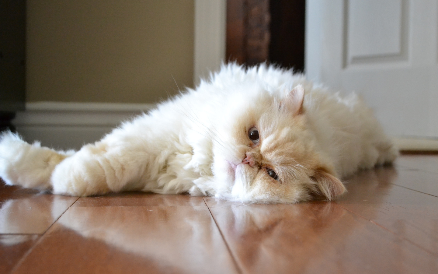 Гималайская кошка лежит на полу