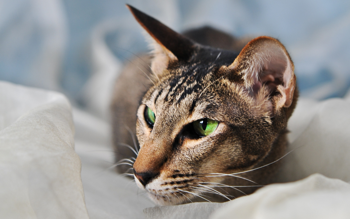 Домашняя ориентальная короткошерстная кошка