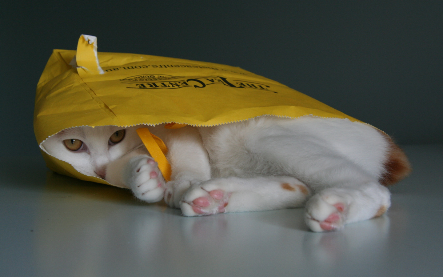 Японский бобтейл в пакете