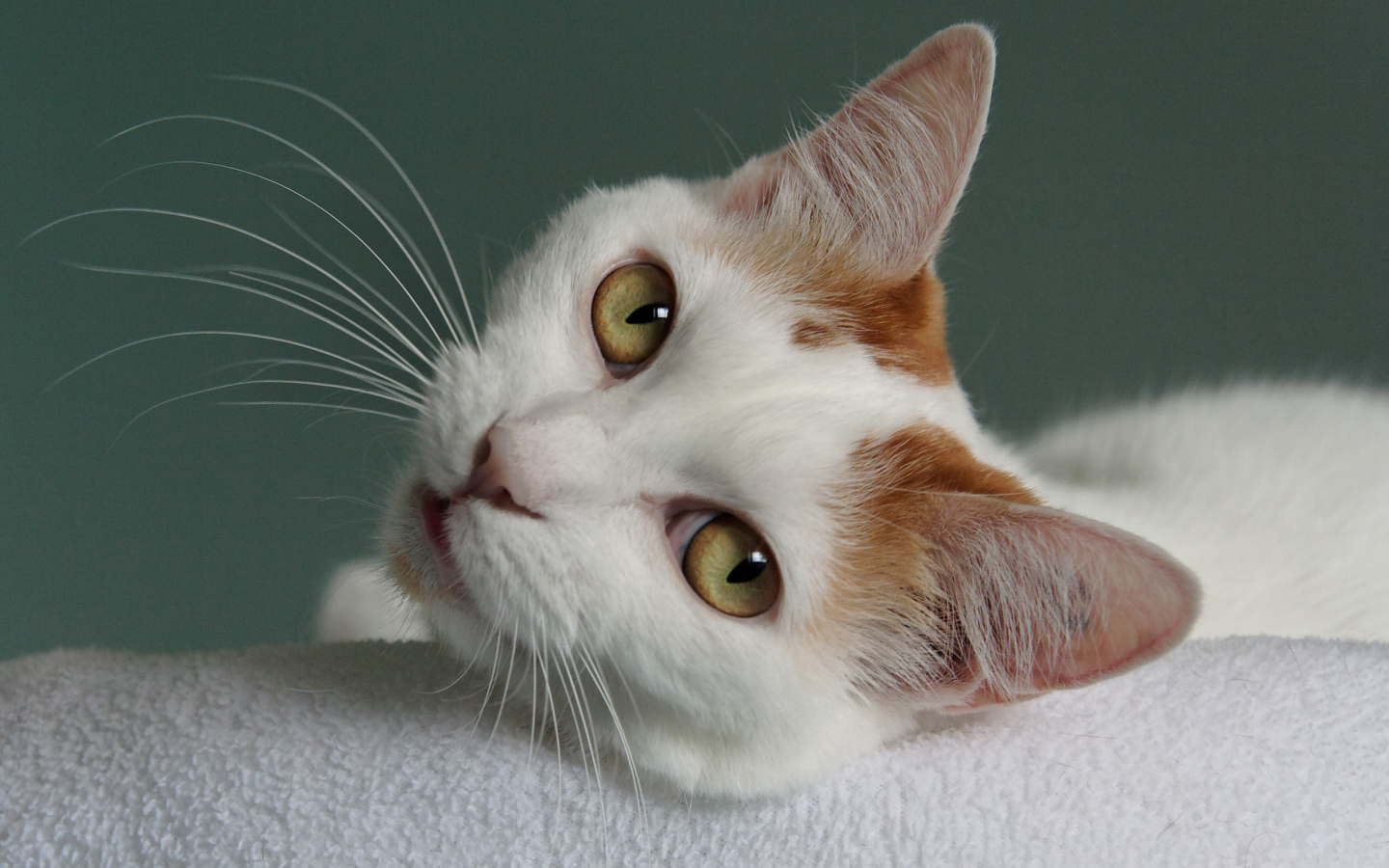 Глаза кота японский бобтейл