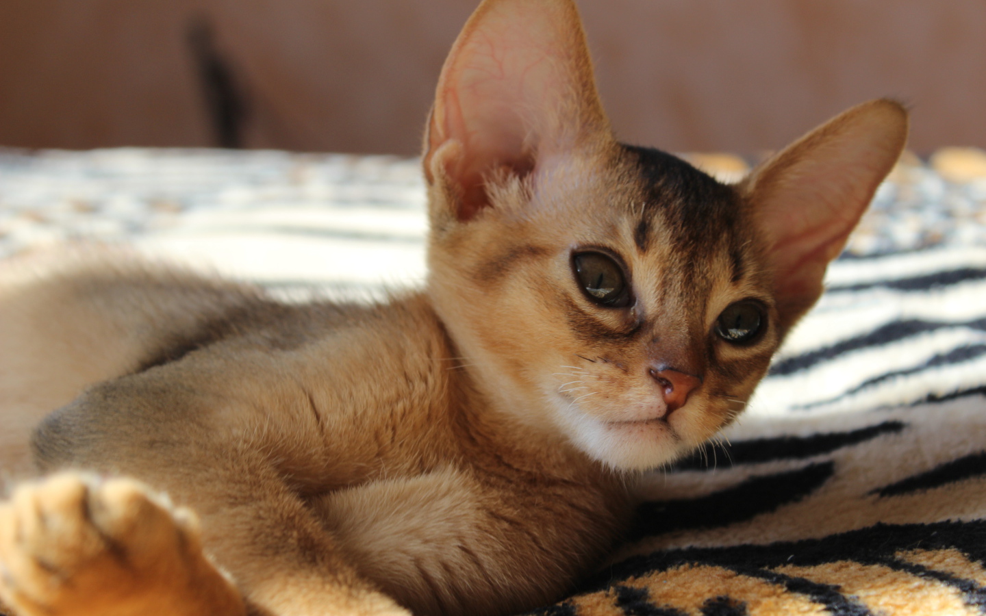 Котенок породы абиссинская кошка