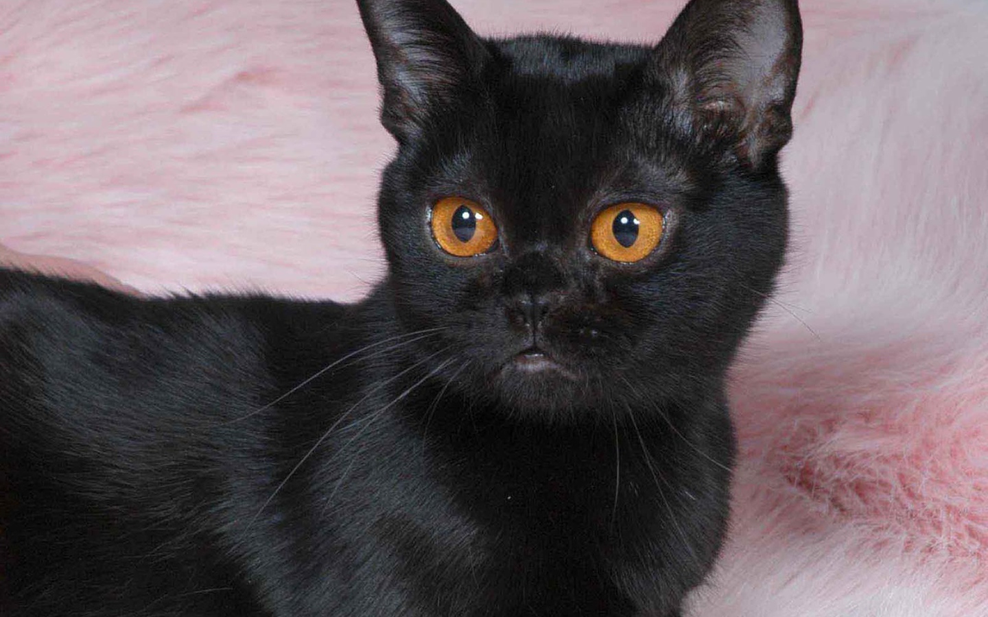 Котенок породы бомбейская кошка