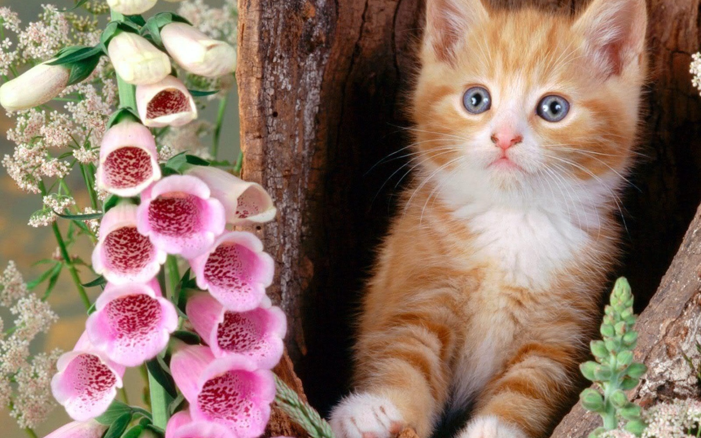 Котенок в дупле с цветками