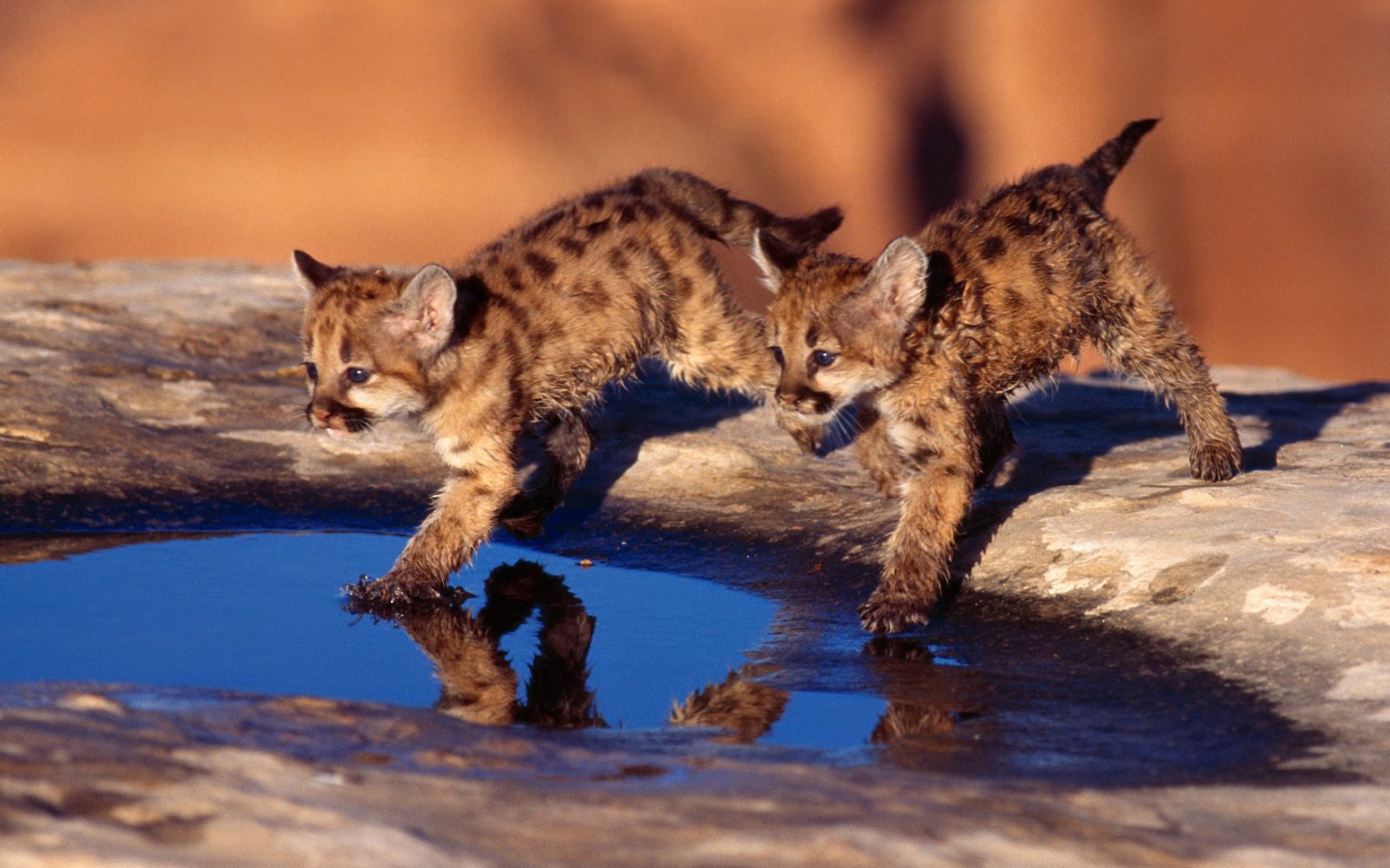 Котята бегут по воде