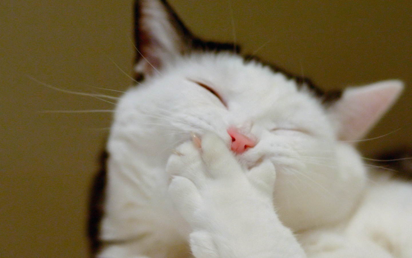 Смеющийся кот