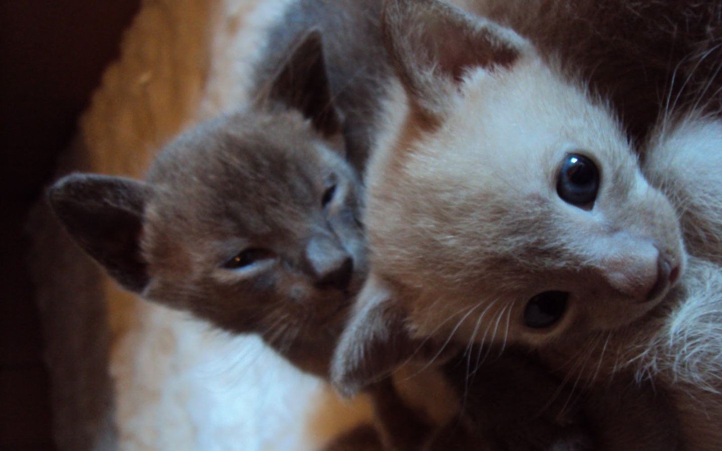 Маленькие котята тонкинской кошки