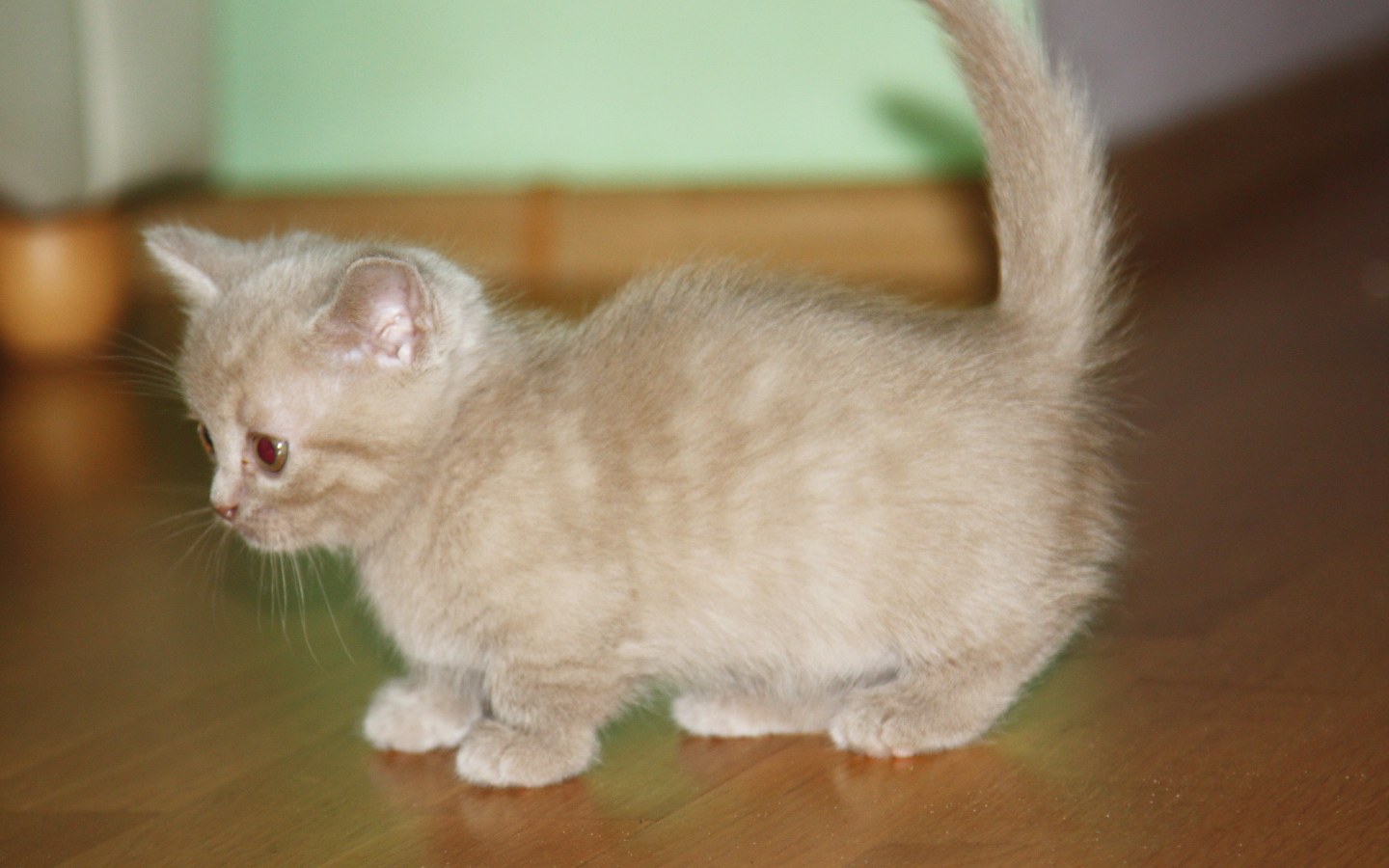 Маленький котенок манчкин