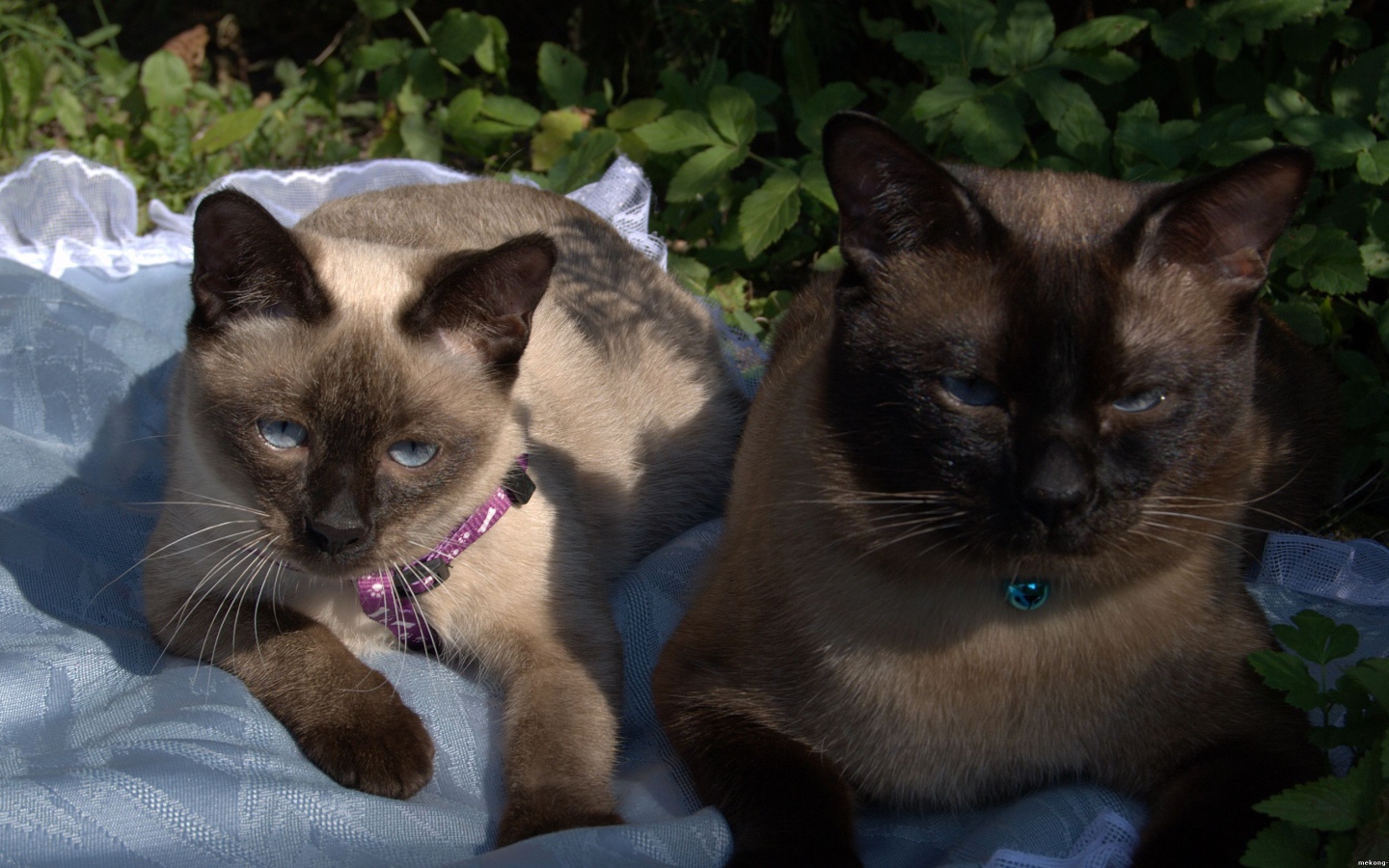 Коты породы меконгский бобтейл