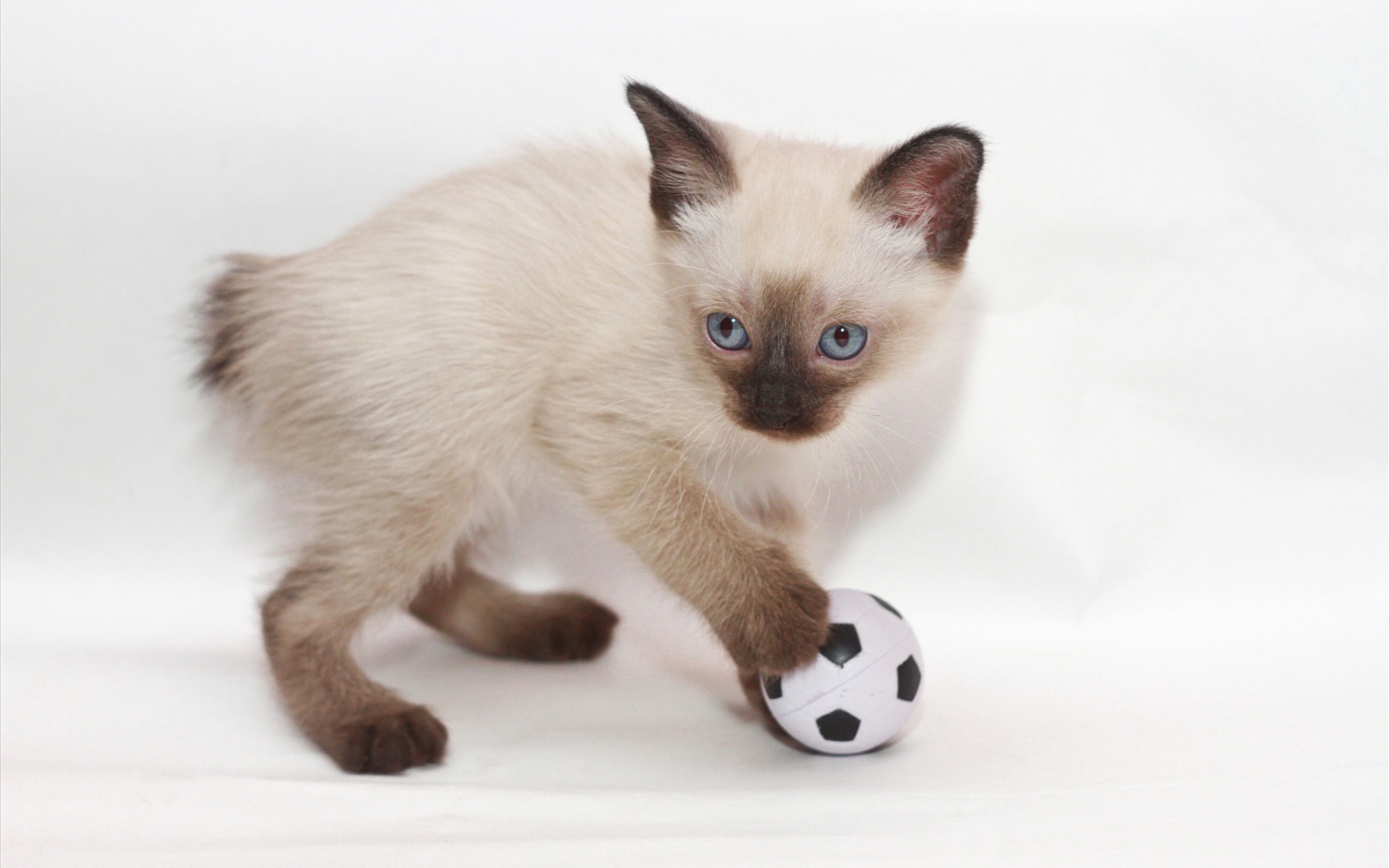 Котенок меконгский бобтейл с мячом