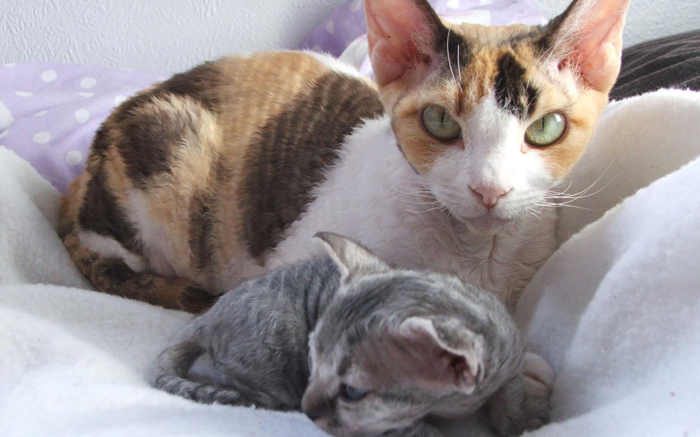 Мама девон-рекс с котенком