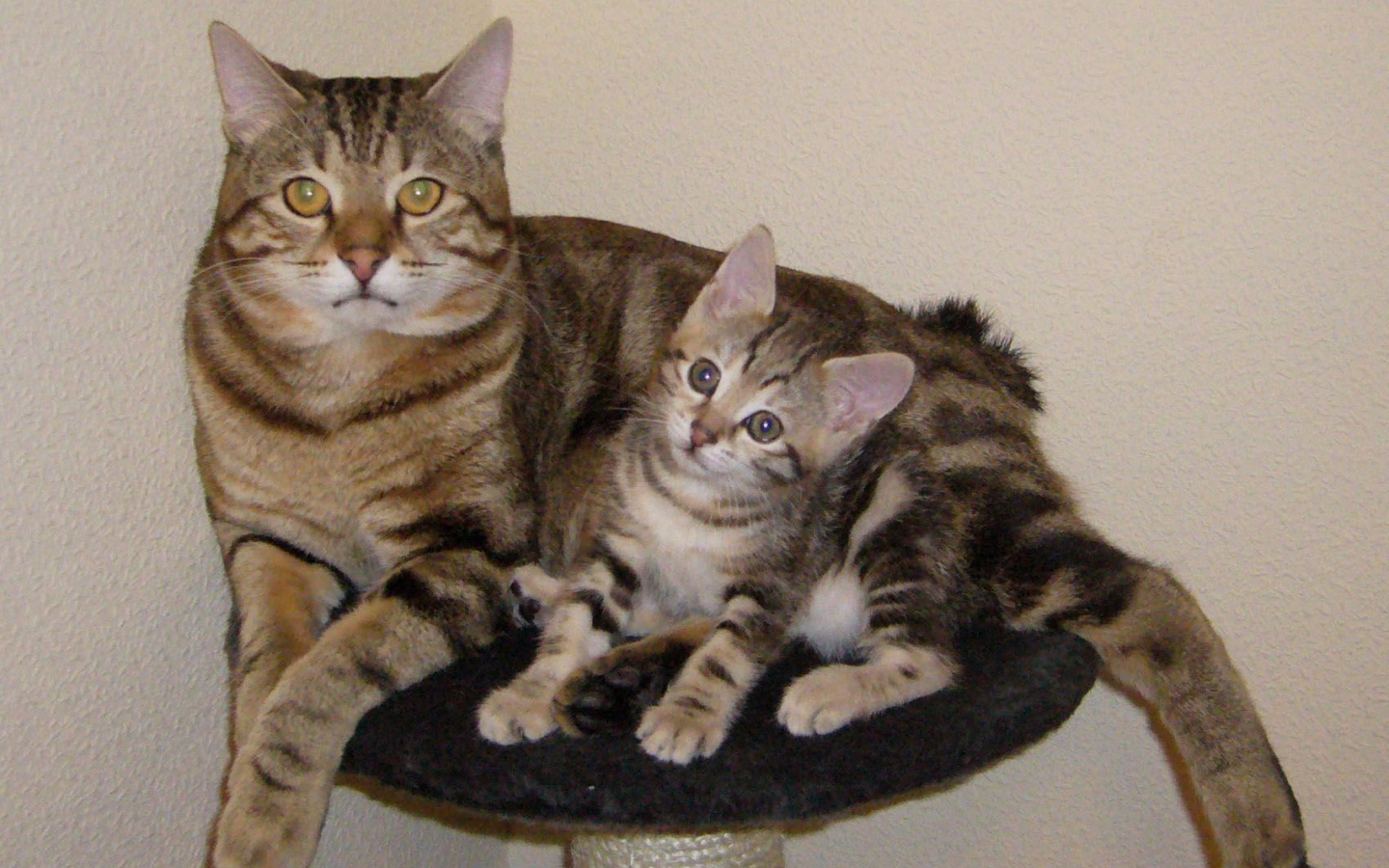 Мама курильский бобтейл с котенком