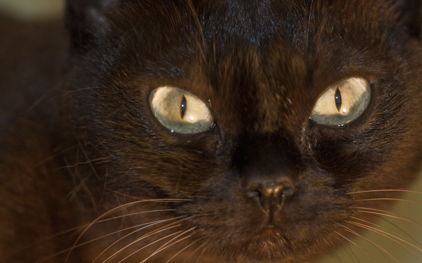 Мордочка бурманской кошки