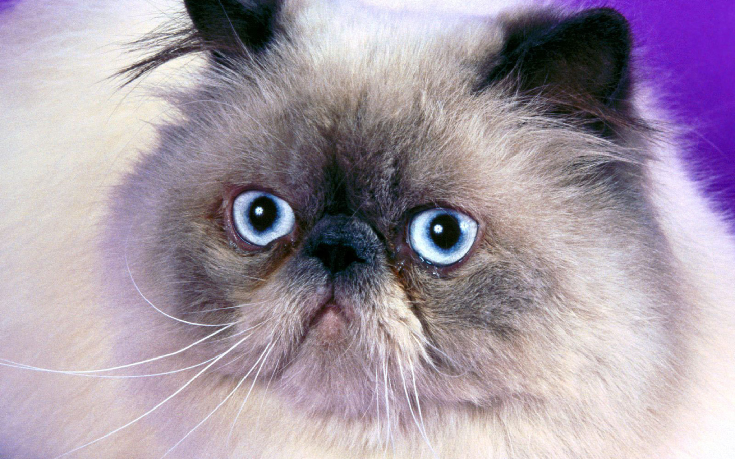 Мордочка гималайской кошки