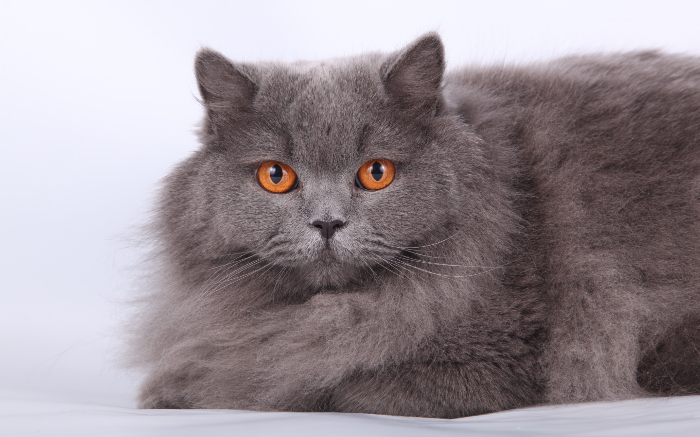 Оранжевые глаза британской длинношерстной кошки