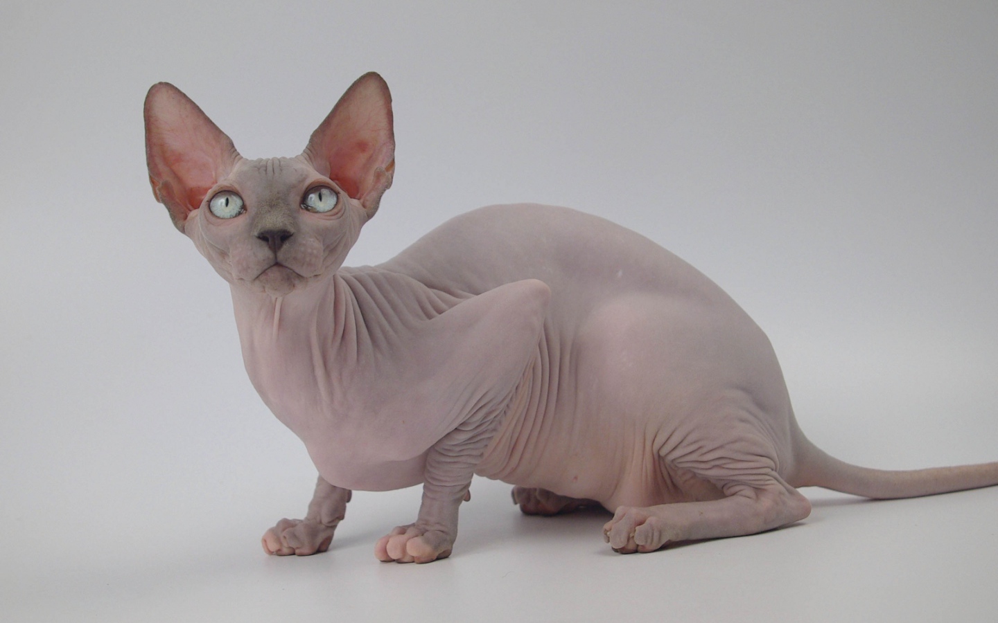 Петербургский сфинкс петерболд