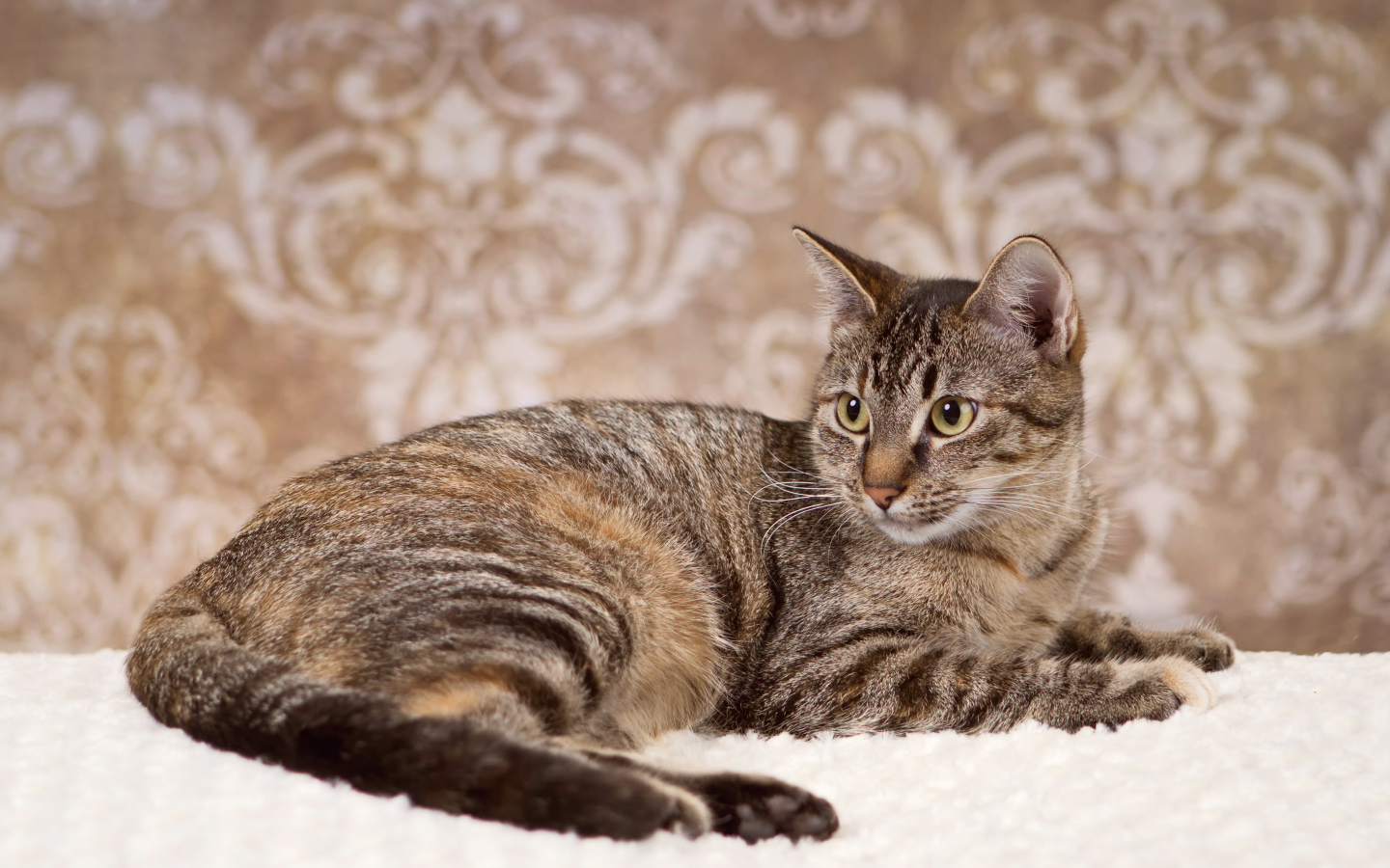 Игривая кошка на ковре