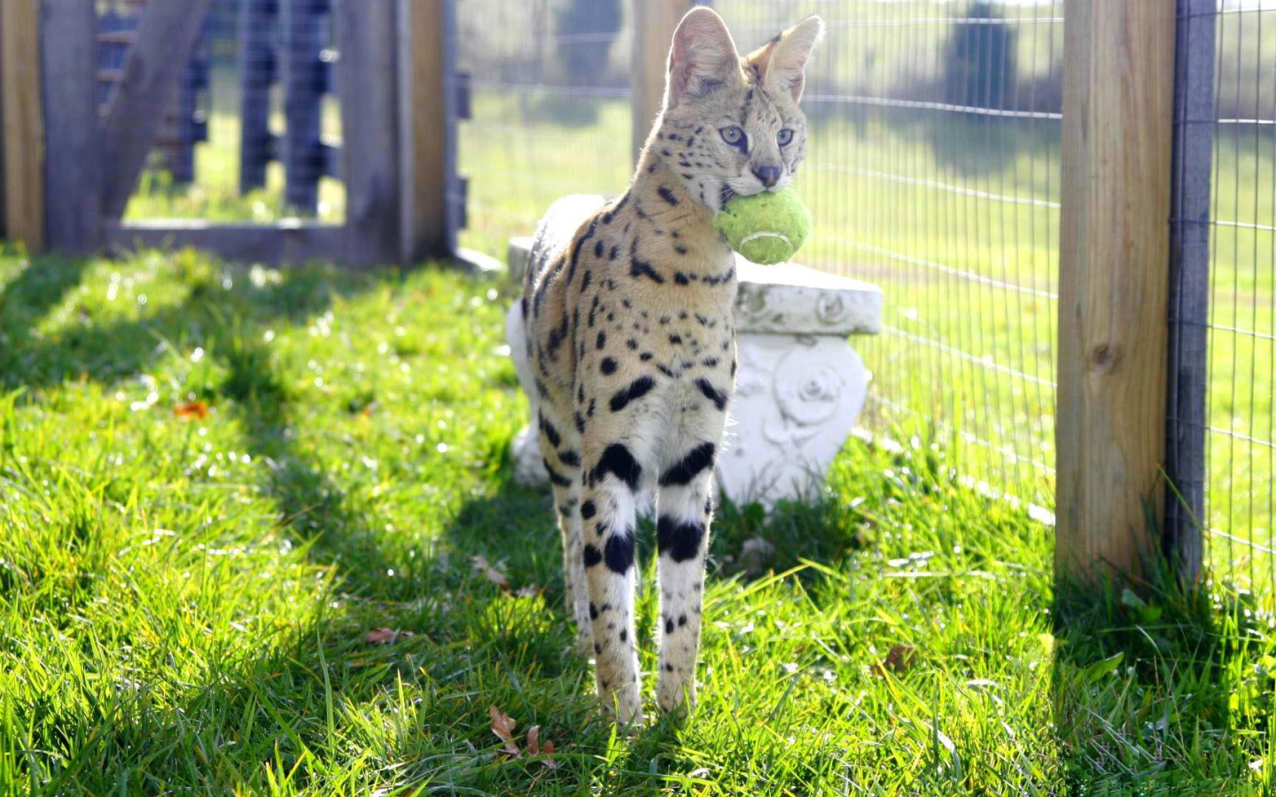 Игривая кошка саванна