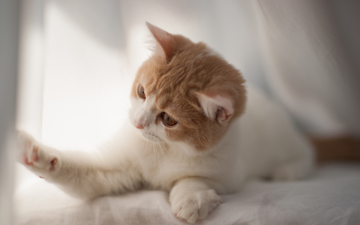 Игривый котенок