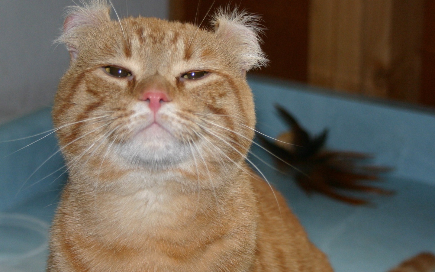 Гордый рыжий американский керл