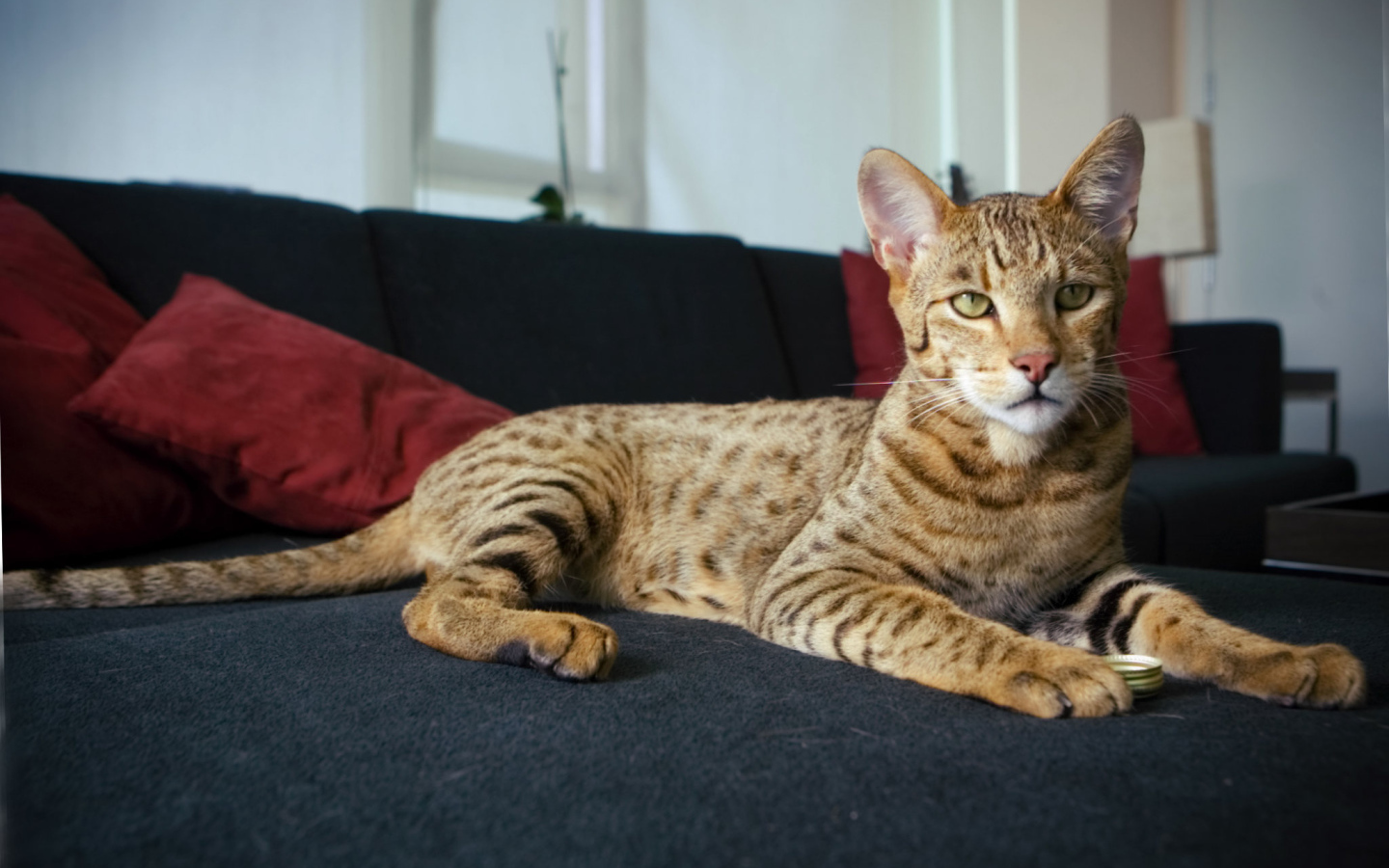 Гордая кошка саванна