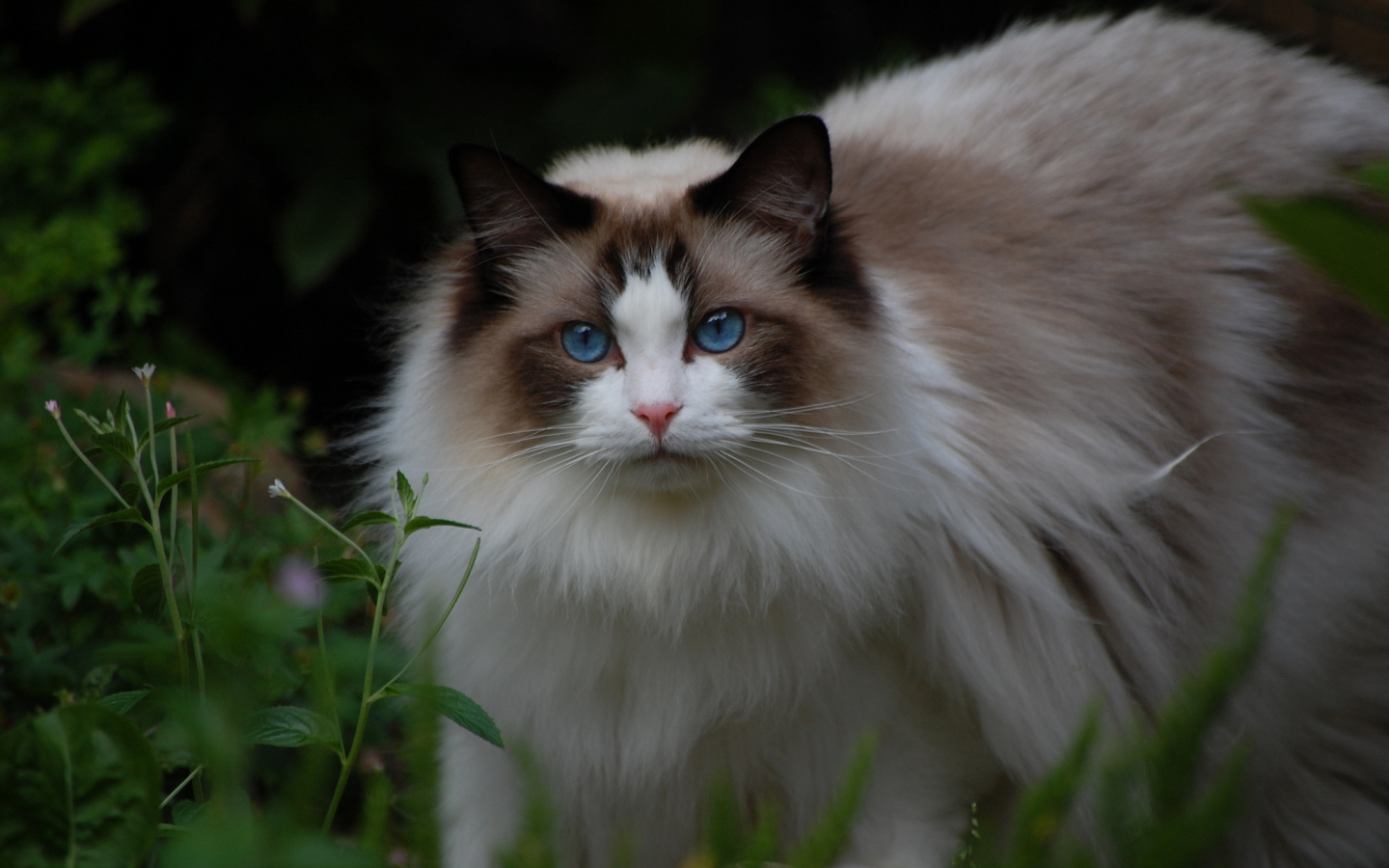 Кошка рэгдолл на природе