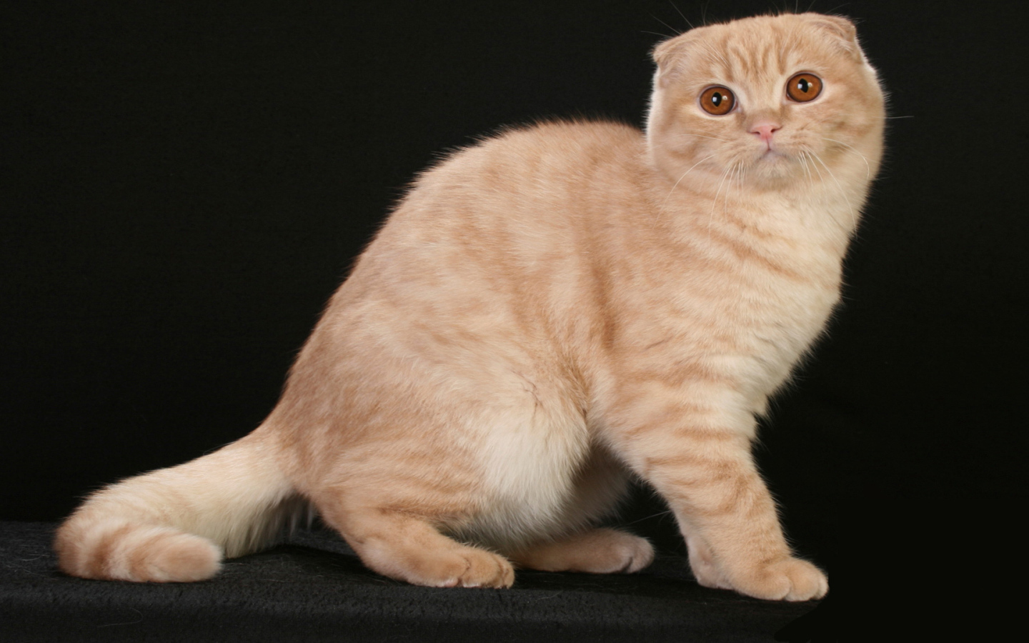 Рыжая шотландская кошка