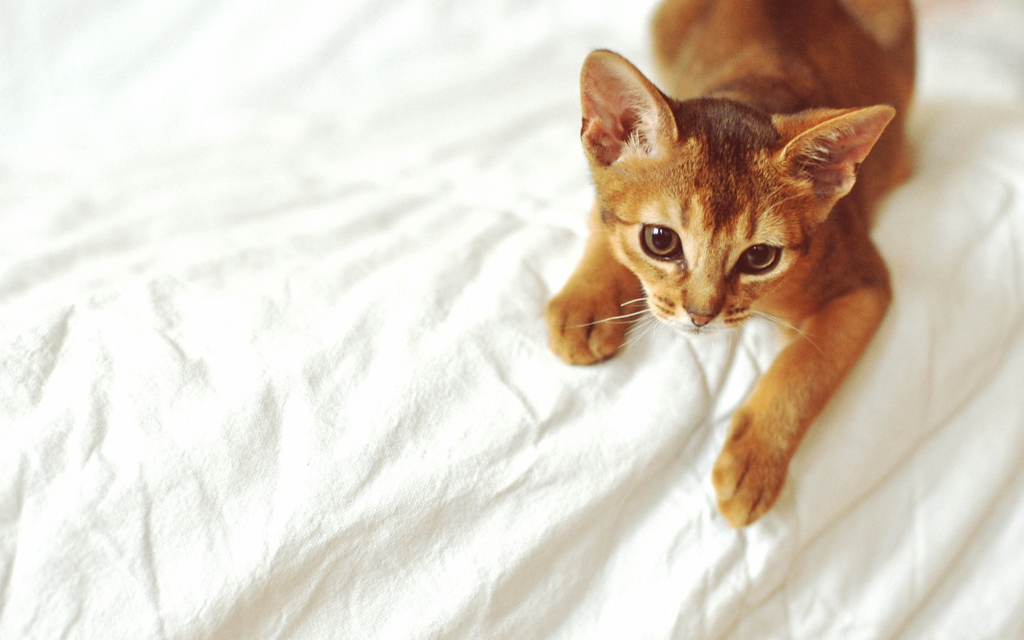 Рыжий абиссинский котенок