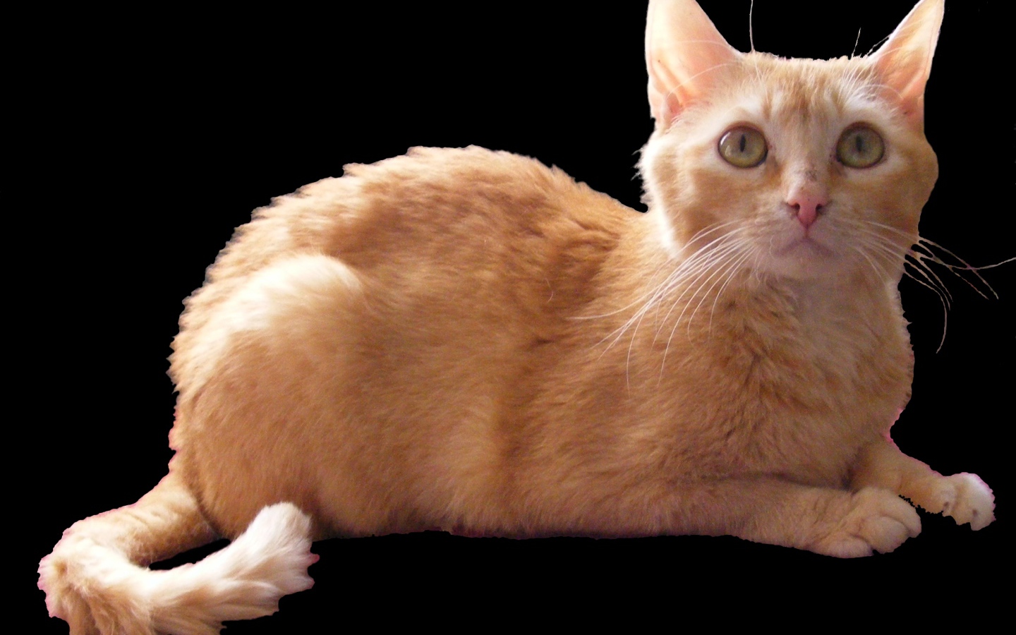 Рыжий немецкий рекс