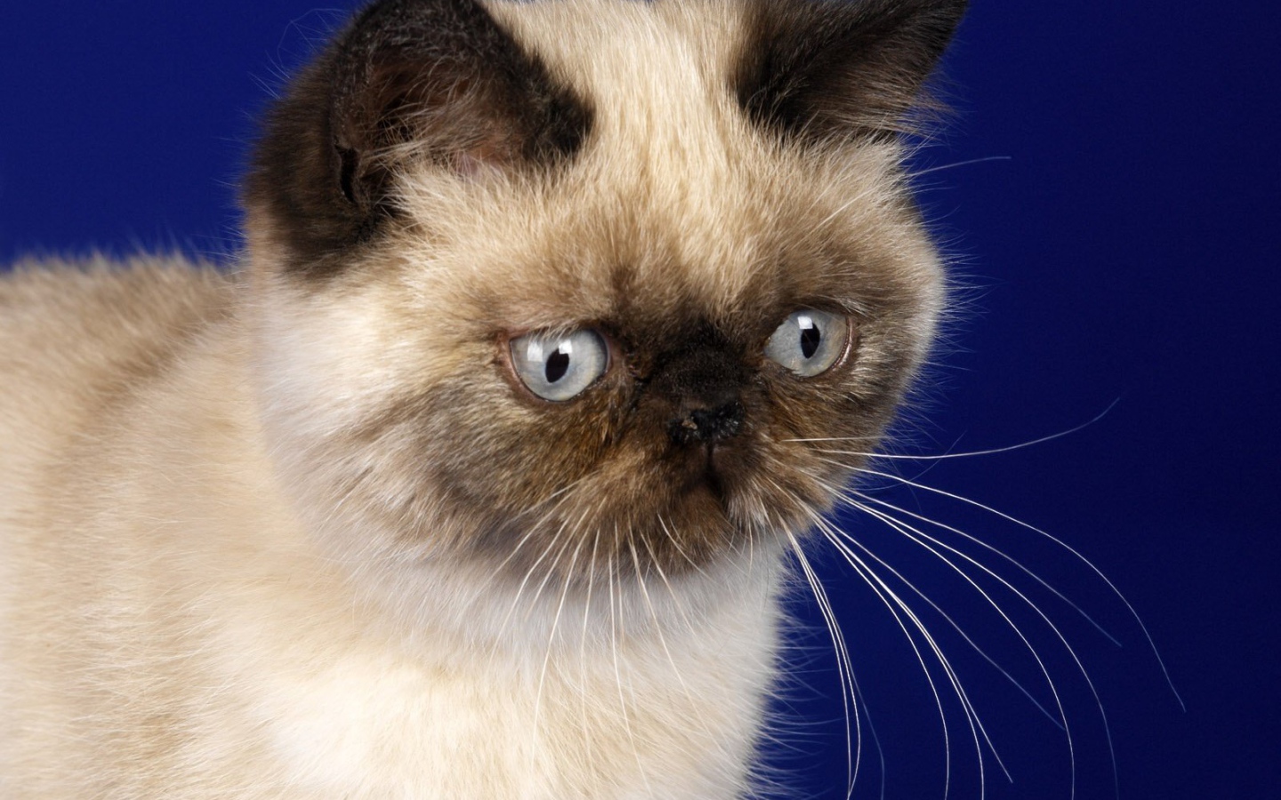 Грустная гималайская кошка