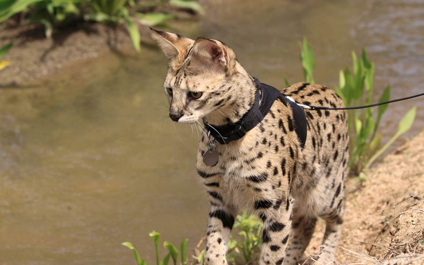 Саванна на поводке