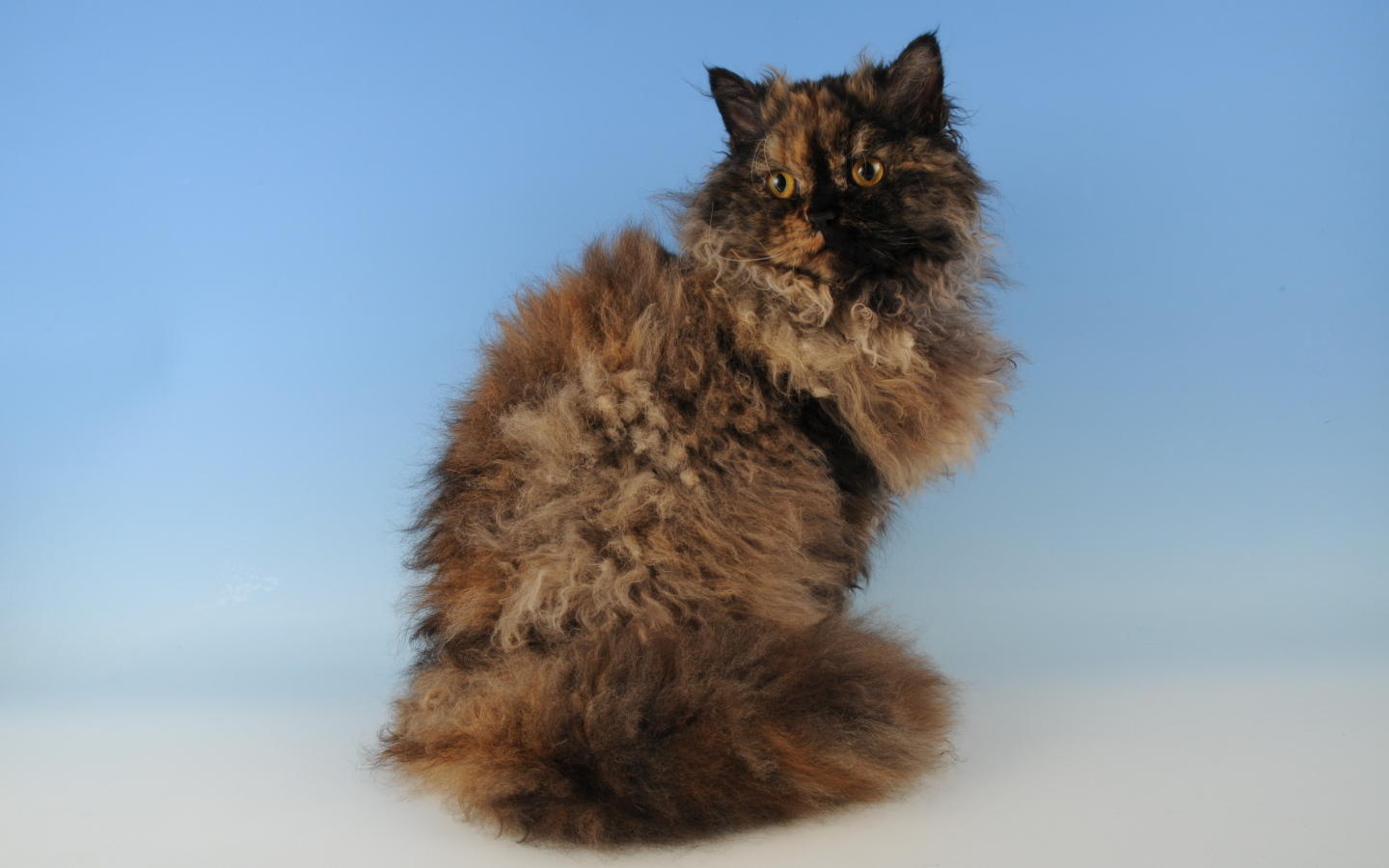 Лохматый селкирк рекс