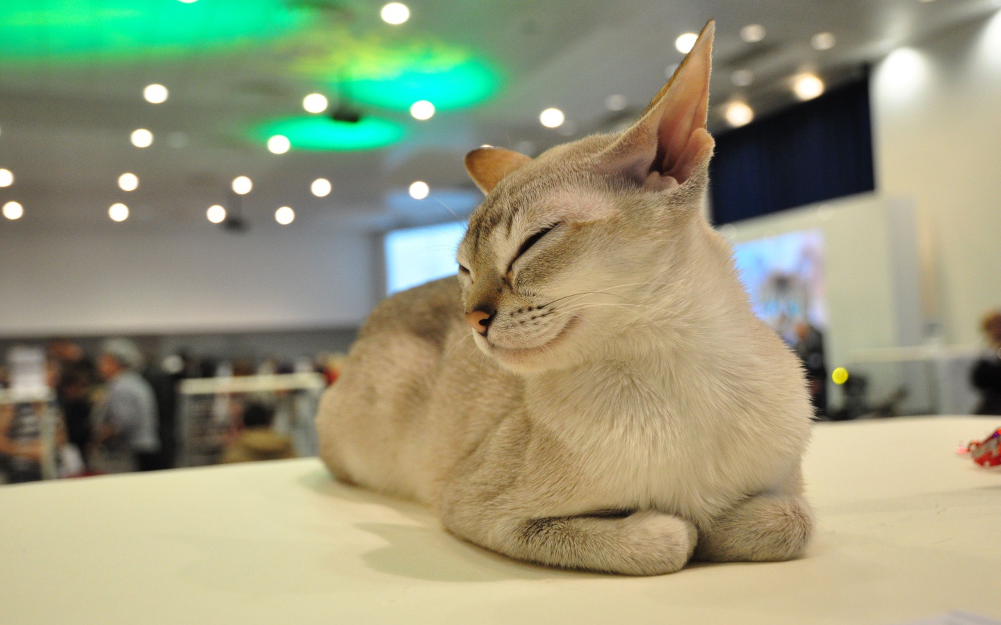 Сингапурская кошка прикрыла глаза