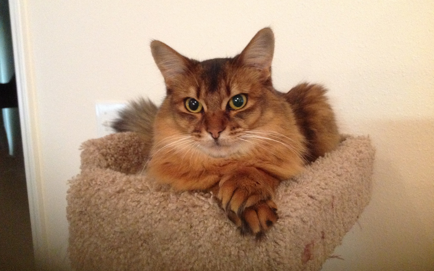 Сомалийская кошка в домике