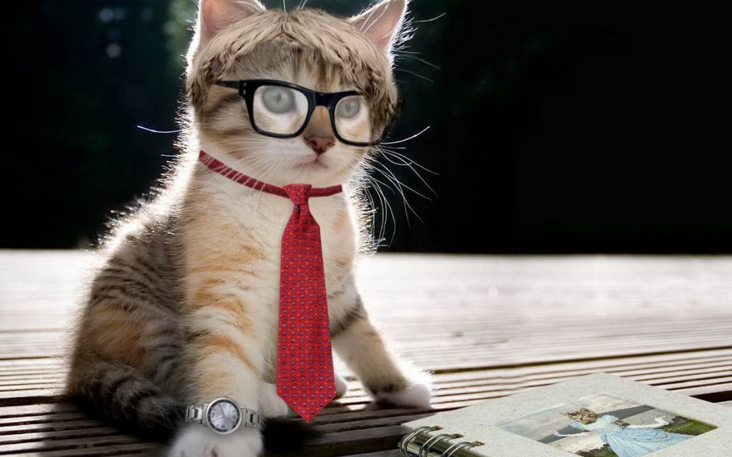 Стильный котенок