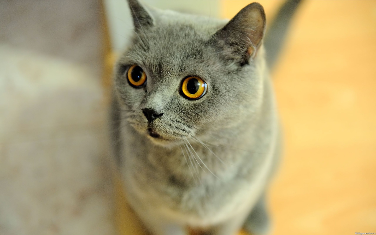 Удивленная британская короткошерстная кошка