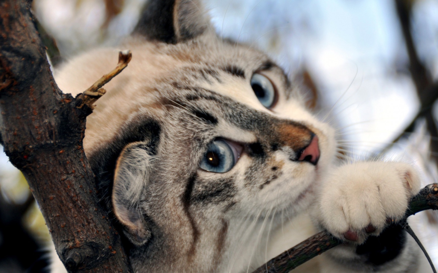 Голубоглазый кот