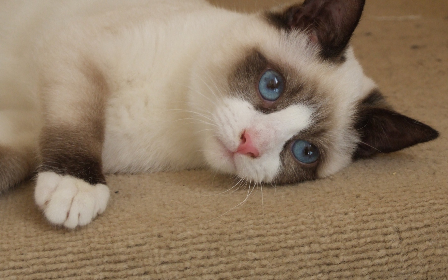 Голубоглазый кот сноу-шу