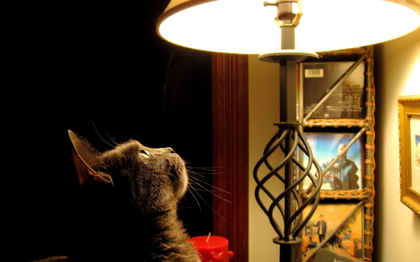Кот смотрит на лампу