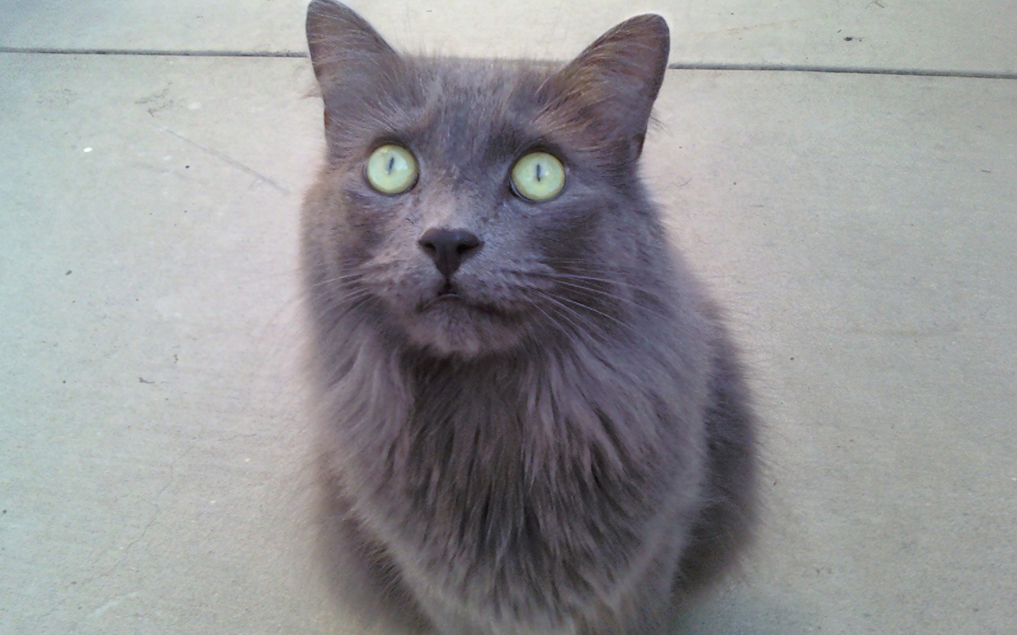 Зеленоглазый кот нибелунг