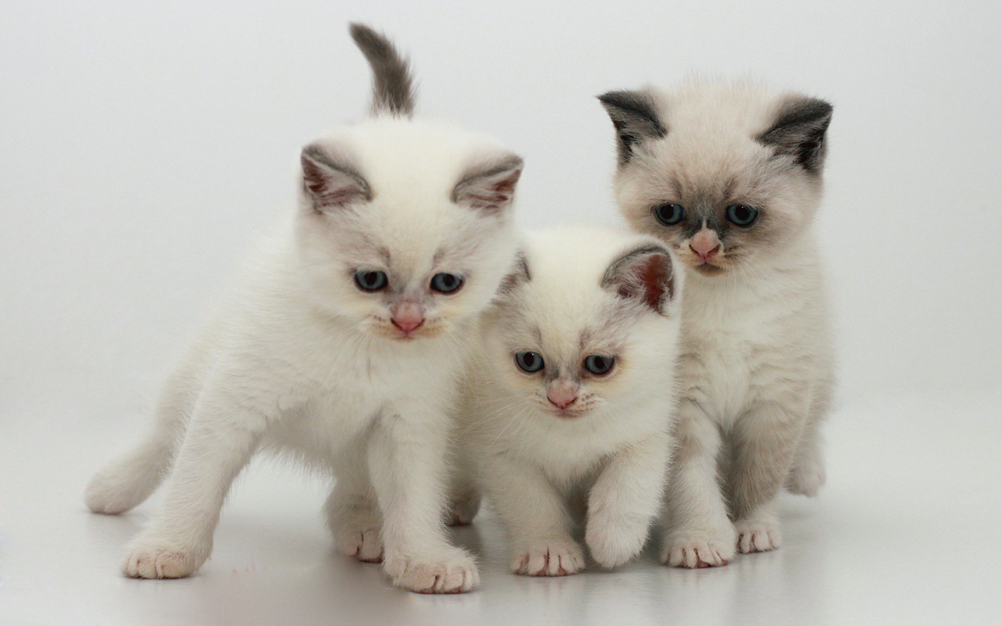 Три котенка бурмилла