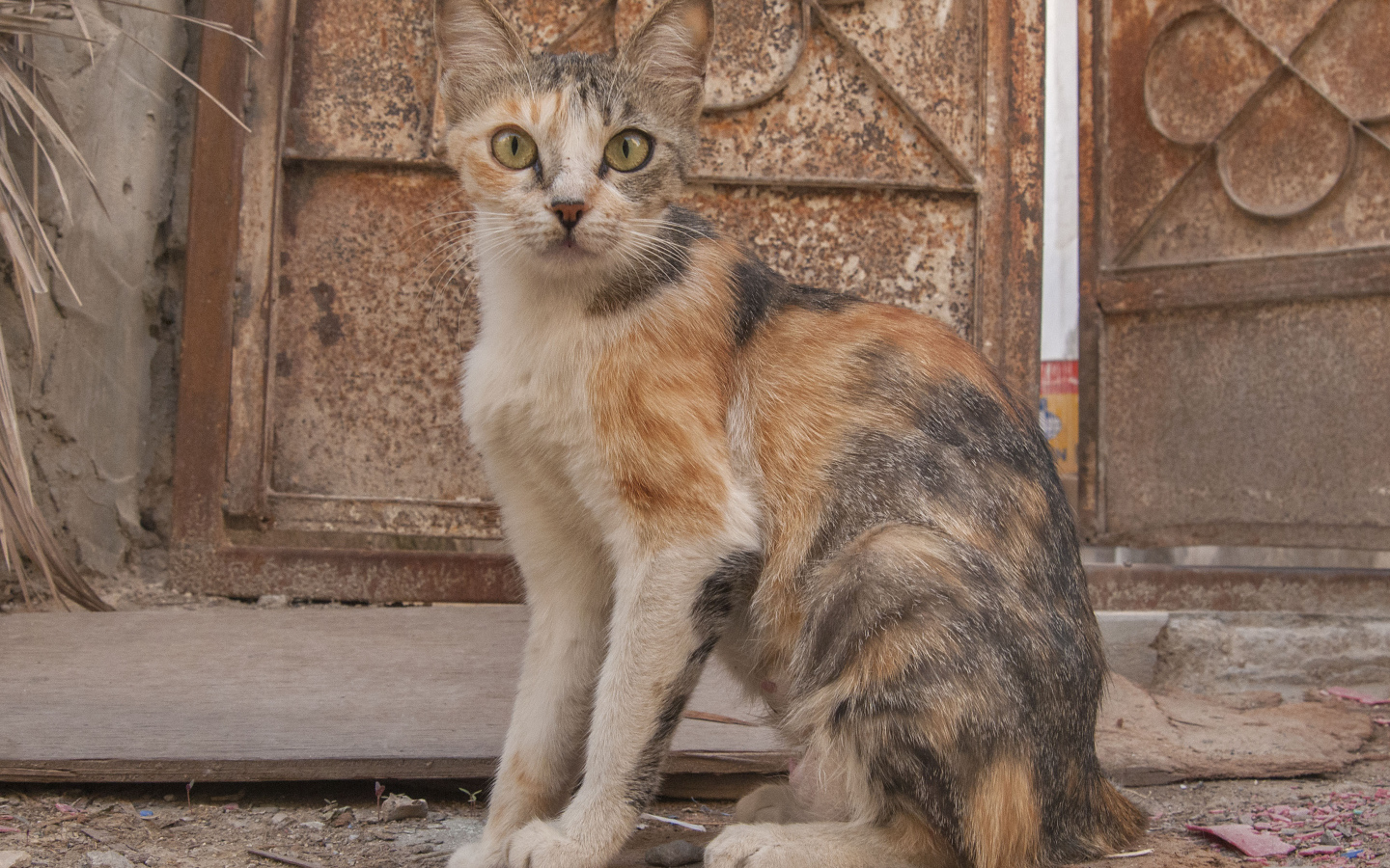 Трехцветный аравийский мау