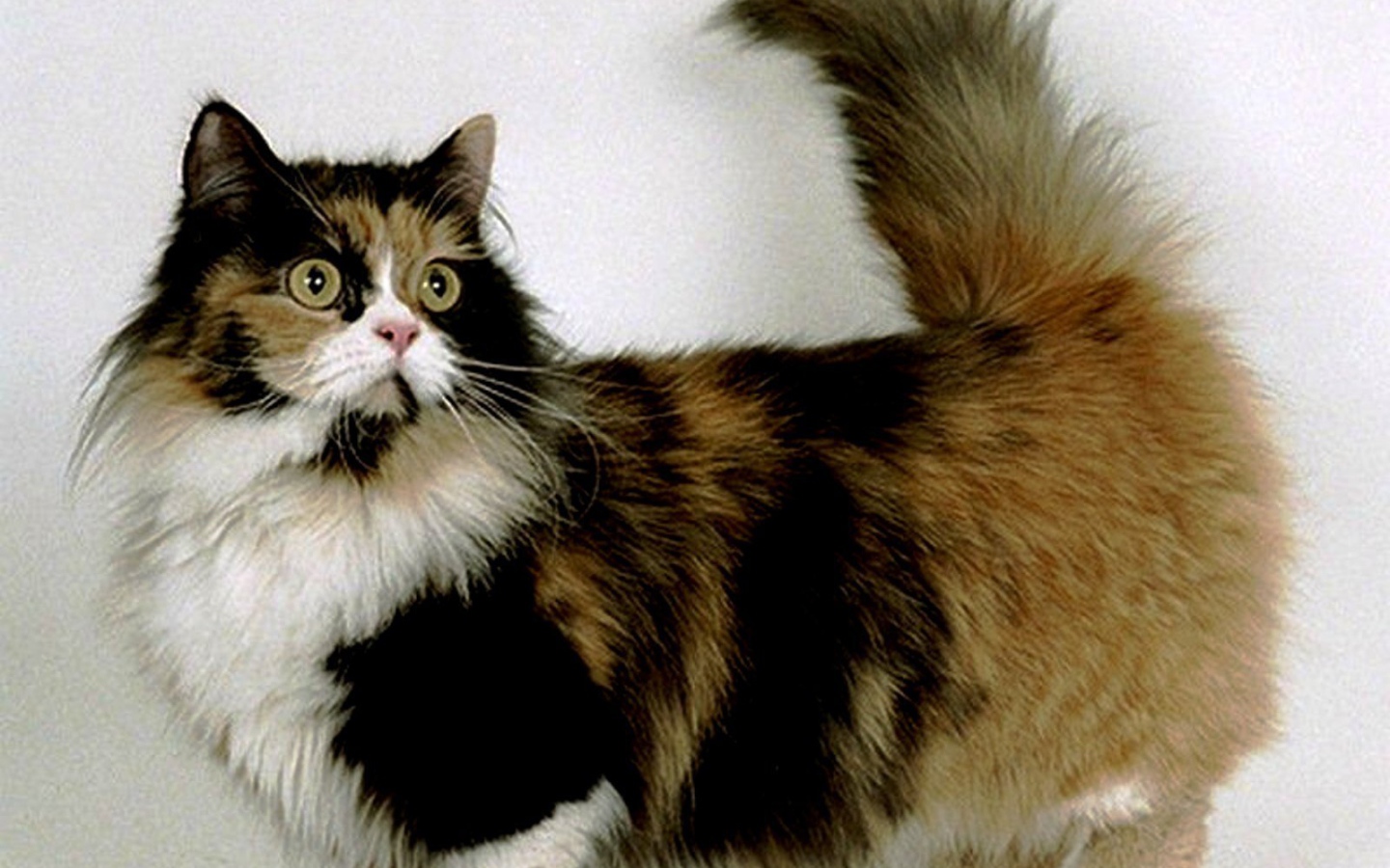 Трехцветная кошка манчкин