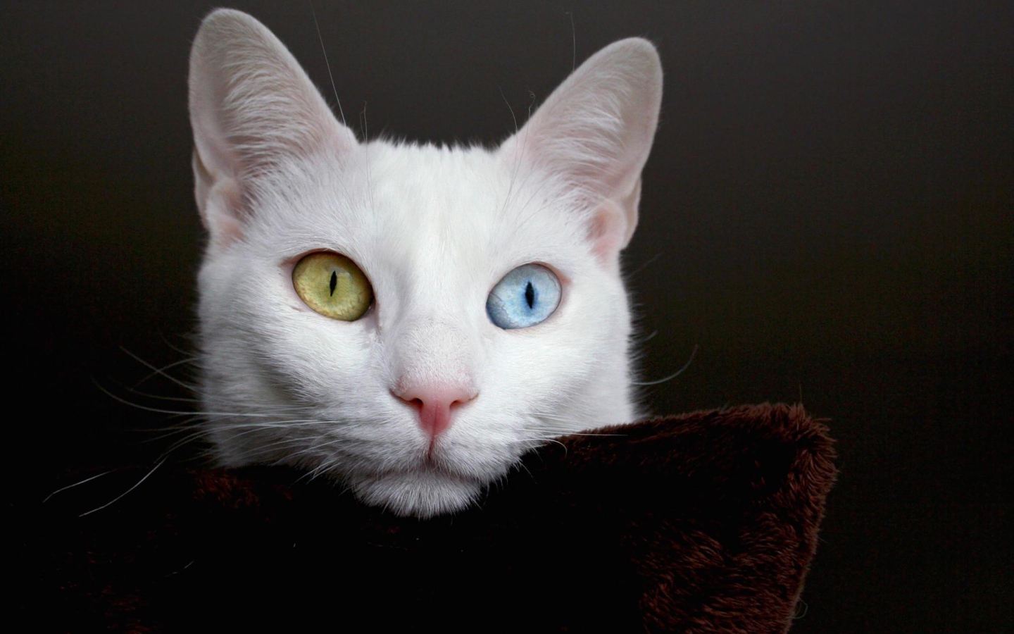 Мордочка кота турецкая ангора