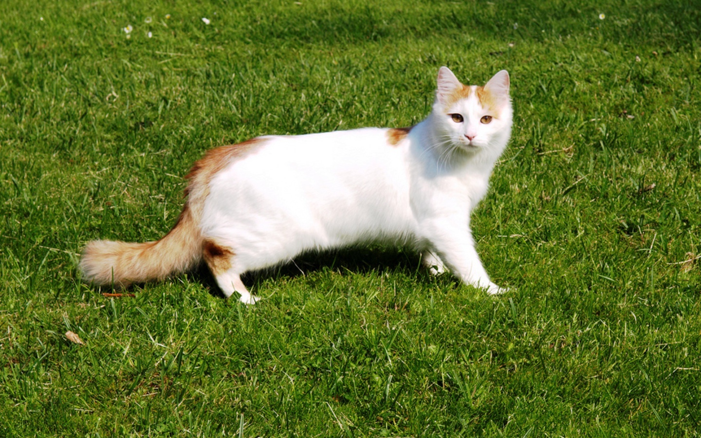 Турецкий ван на траве