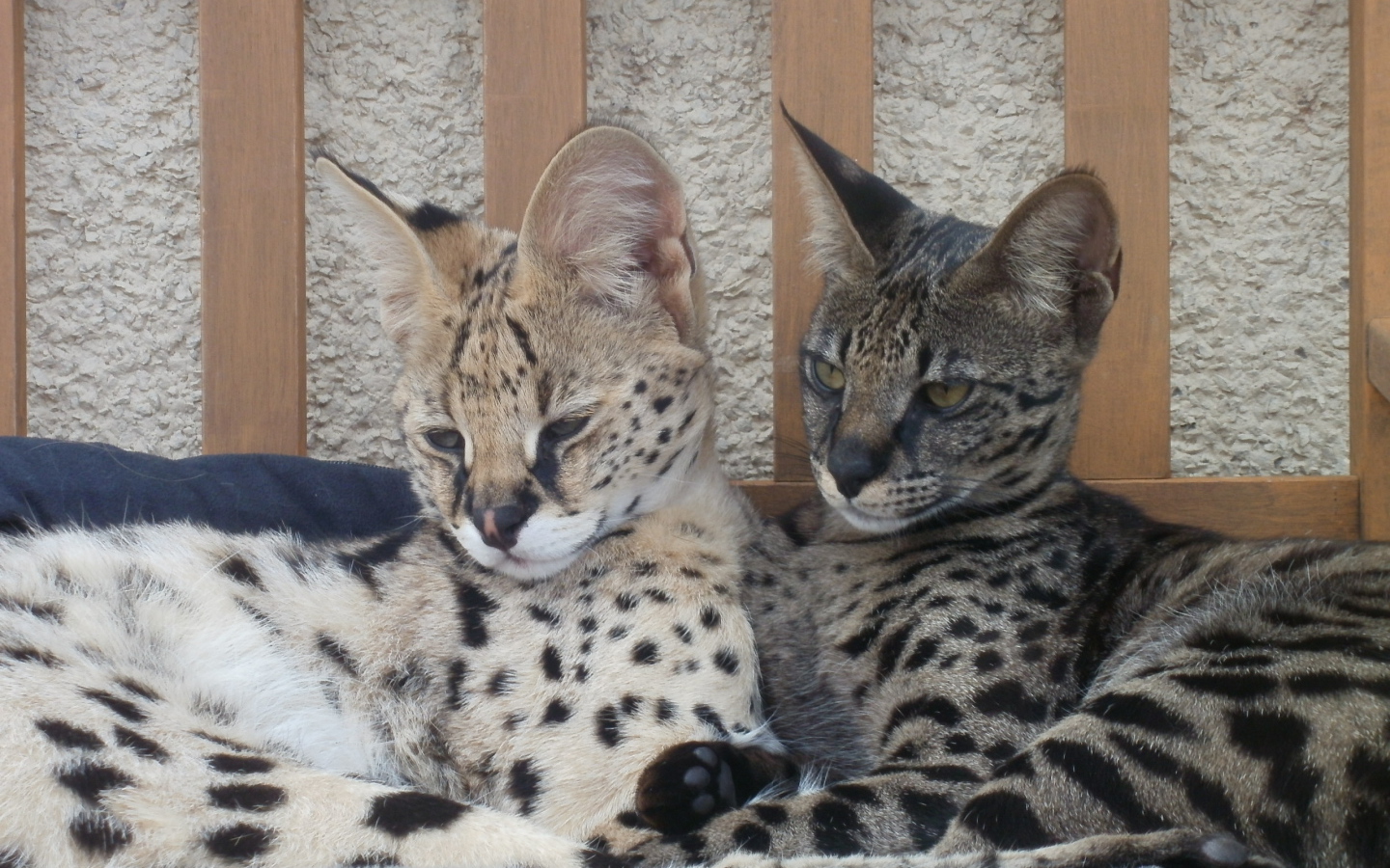 Два кота саванна