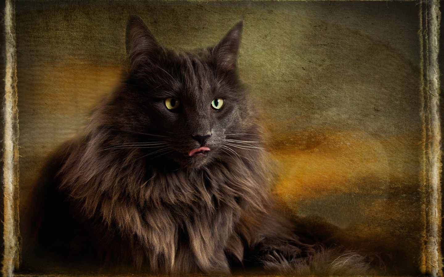 Обои с норвежской лесной кошкой