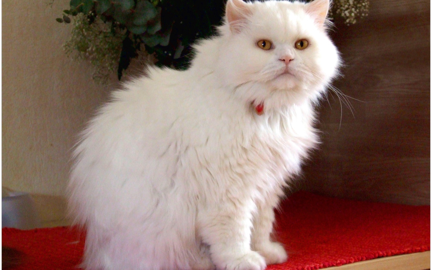 Белая британская длинношерстная кошка