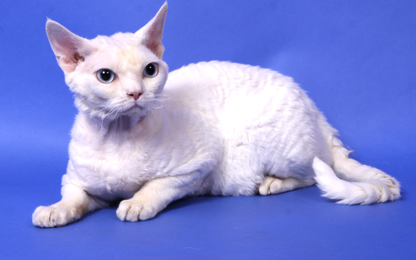 Белый девон-рекс