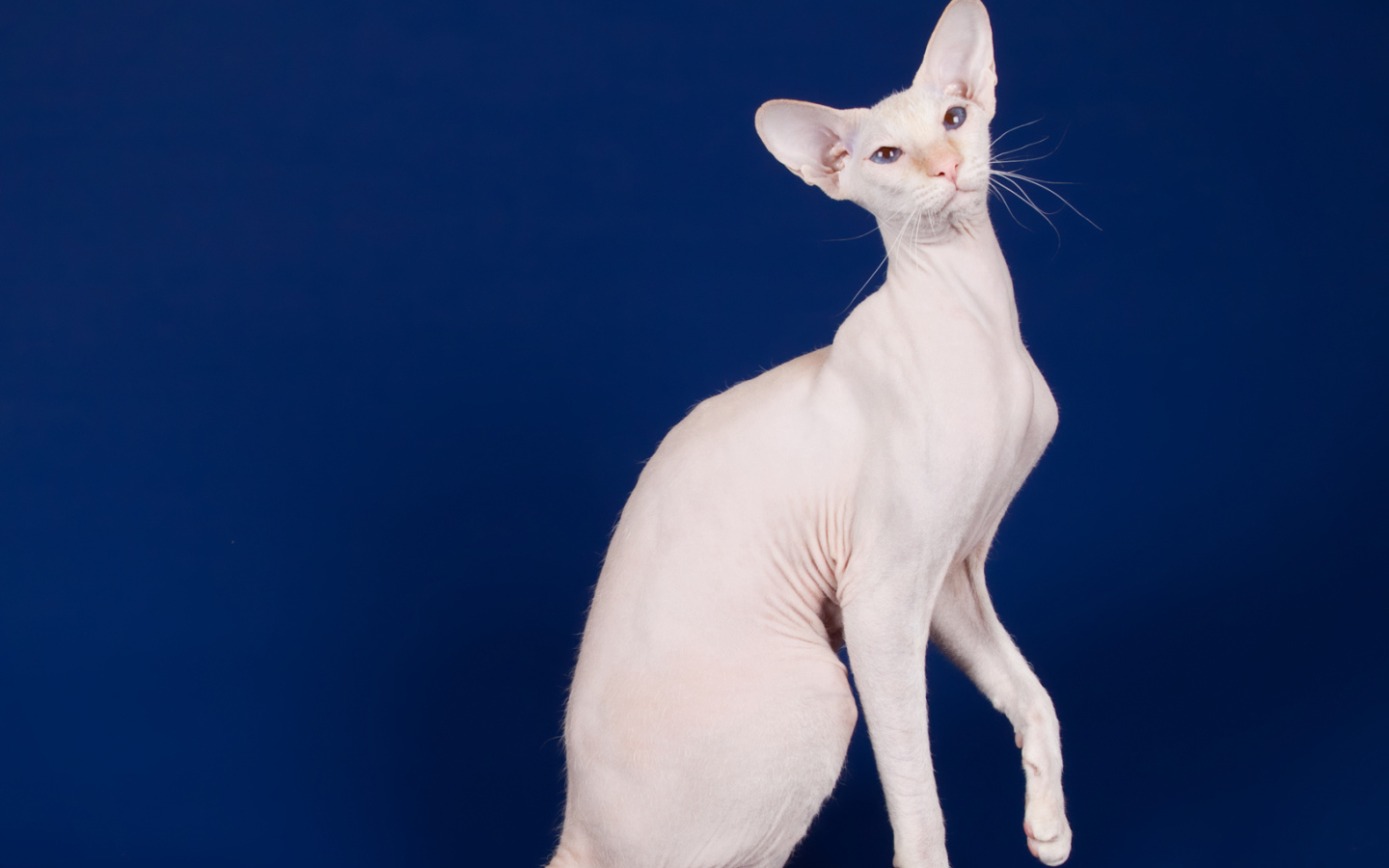 Белый кот петерболд