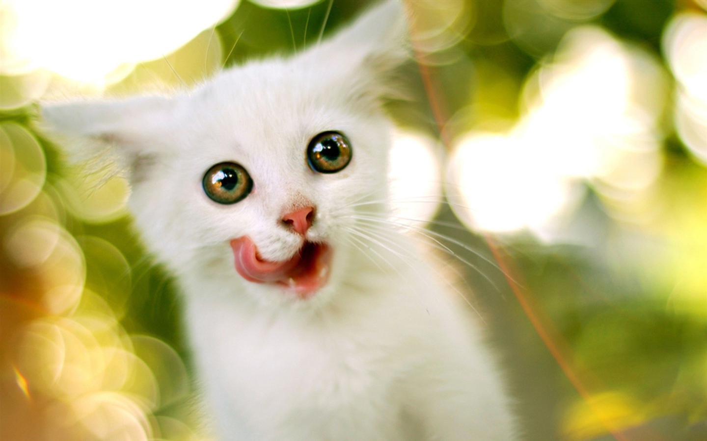 White kitten with round eyes